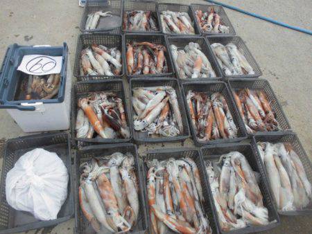 大進丸(愛知) 釣果