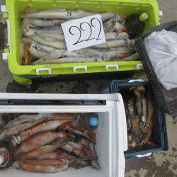 大進丸(愛知) 釣果