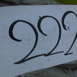 大進丸(愛知) 釣果