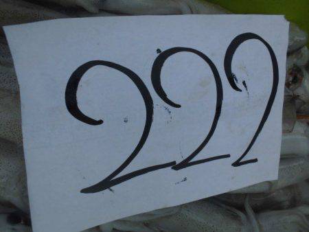 大進丸(愛知) 釣果