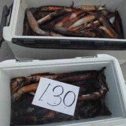 大進丸(愛知) 釣果