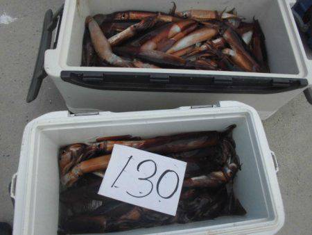 大進丸(愛知) 釣果