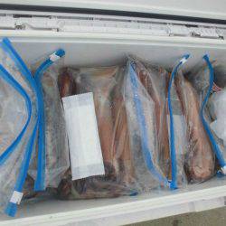 大進丸(愛知) 釣果