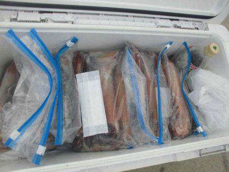 大進丸(愛知) 釣果