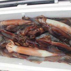 大進丸(愛知) 釣果