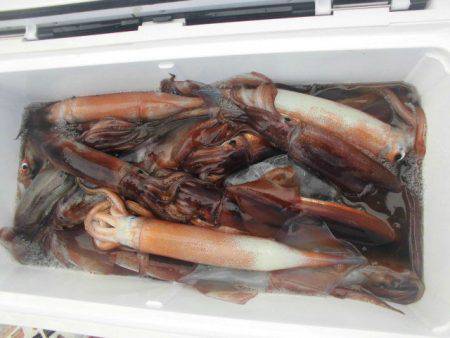 大進丸(愛知) 釣果