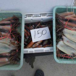 大進丸(愛知) 釣果