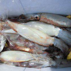 大進丸(愛知) 釣果