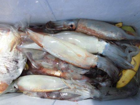 大進丸(愛知) 釣果