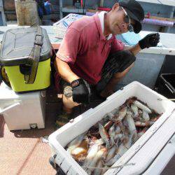 大進丸(愛知) 釣果