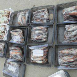 大進丸(愛知) 釣果