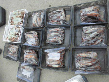 大進丸(愛知) 釣果