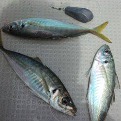 泰丸 釣果