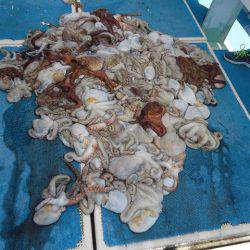 十八宝洋丸 釣果