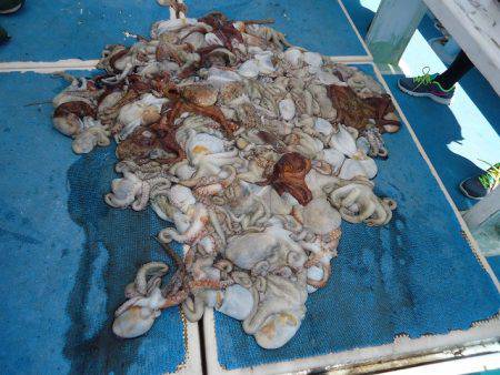 十八宝洋丸 釣果