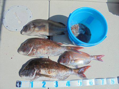 ＨＡＲＵＫＡ丸　はるかまる 釣果