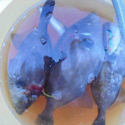 ＨＡＲＵＫＡ丸　はるかまる 釣果