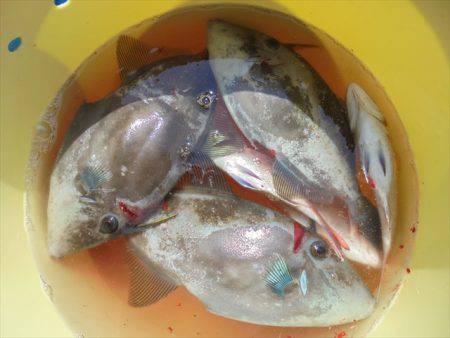 ＨＡＲＵＫＡ丸　はるかまる 釣果