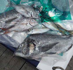 バラモン1号 釣果