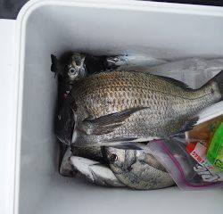 バラモン1号 釣果