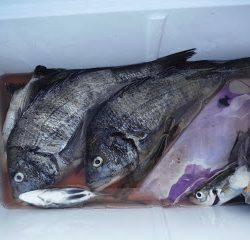 バラモン1号 釣果