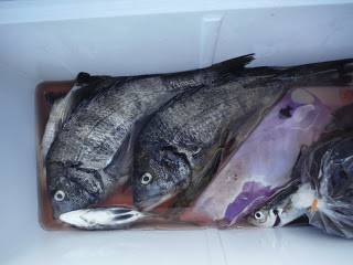 バラモン1号 釣果