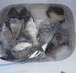 バラモン1号 釣果