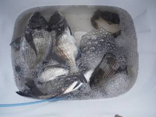 バラモン1号 釣果