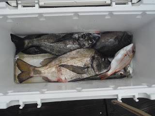 バラモン1号 釣果