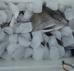 バラモン1号 釣果