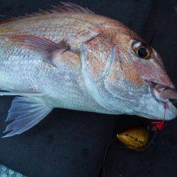 三吉丸 釣果