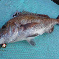 三吉丸 釣果