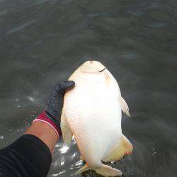 浜名湖フィッシングリゾート 釣果