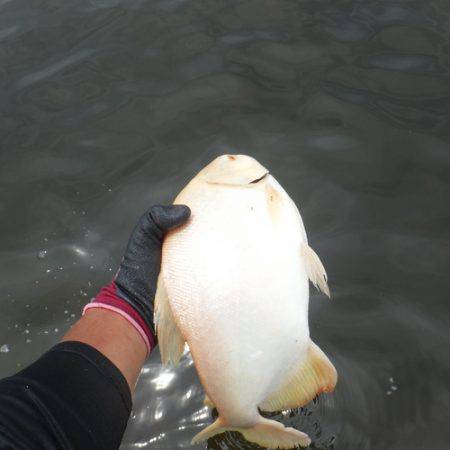 浜名湖フィッシングリゾート 釣果