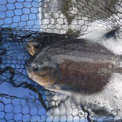 浜名湖フィッシングリゾート 釣果