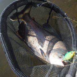 浜名湖フィッシングリゾート 釣果