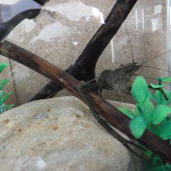 浜名湖フィッシングリゾート 釣果