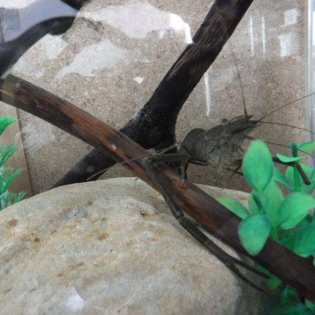 浜名湖フィッシングリゾート 釣果