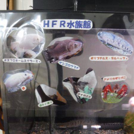 浜名湖フィッシングリゾート 釣果
