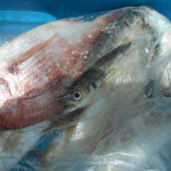 こかわ渡船　雅丸 釣果