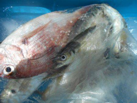 こかわ渡船　雅丸 釣果