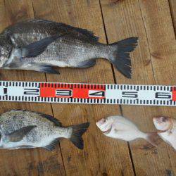 こかわ渡船　雅丸 釣果