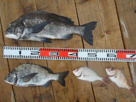 こかわ渡船　雅丸 釣果