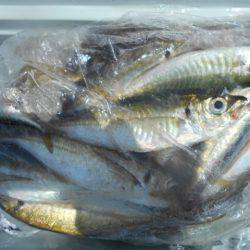 こかわ渡船　雅丸 釣果