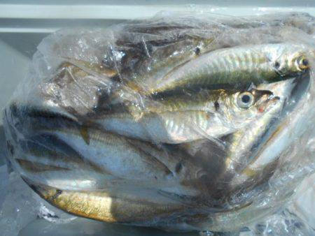 こかわ渡船　雅丸 釣果