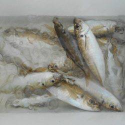 こかわ渡船　雅丸 釣果