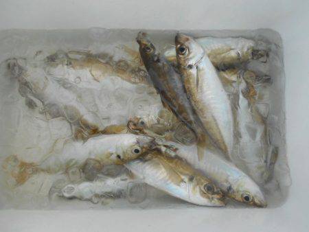 こかわ渡船　雅丸 釣果