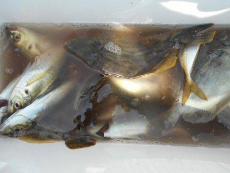 こかわ渡船　雅丸 釣果