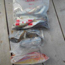 こかわ渡船　雅丸 釣果