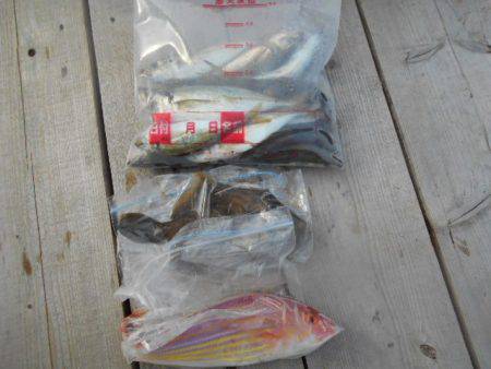 こかわ渡船　雅丸 釣果